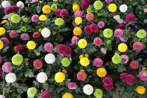 Pompons Chrysanthemum in the garden beautiful color bright and freshness photo