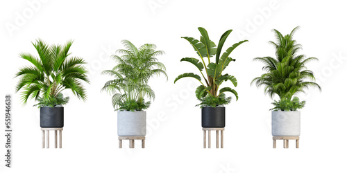 plant in a pot