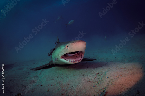 A lemon shark getting it's teeth cleaned by a remora