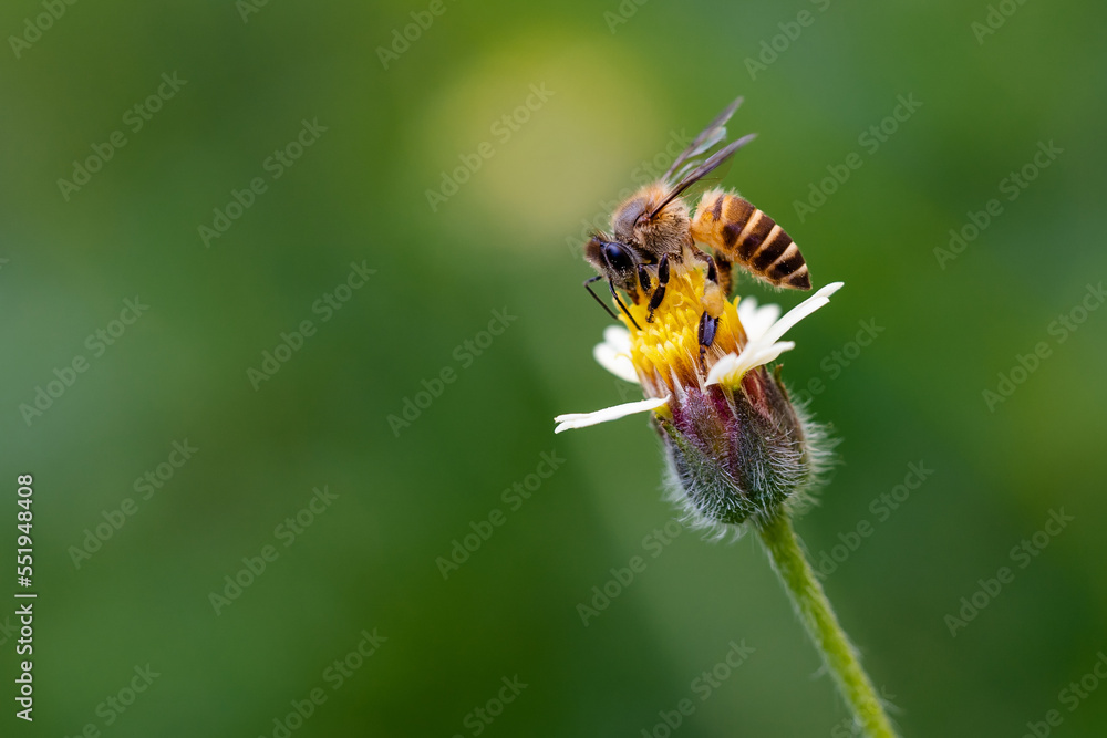 Honey bee is sucking the honey from small white flower with blur background Honey bee is sucking the honey from small white flower with blur background