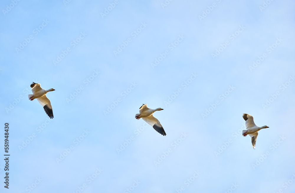 Fototapeta premium Snowgeese in Flight against Blue Sky. Three Snowgeese in flight against a blue sky.