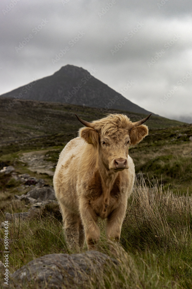 Scottish cow in the mountains. Long-haired Highland Cattle or Kyloe. Slieve Doan on the Mourne mountains, on the background, Northern ireland.