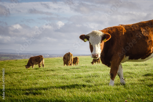Hereford cattle on pasture. Close up of cow on the green fields of Northern Ireland, UK