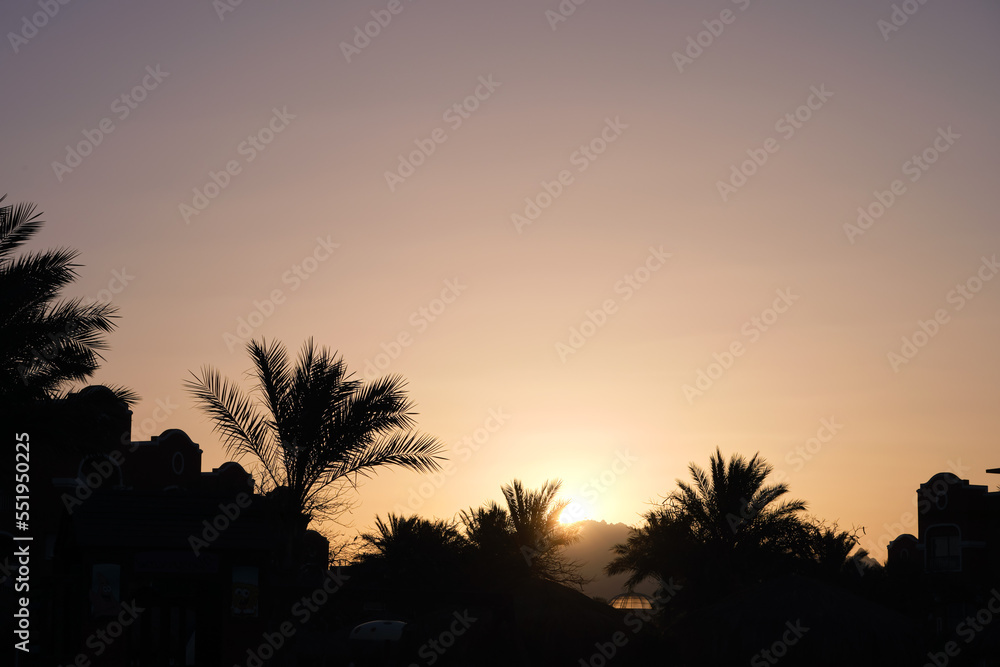 Beautiful green coconut palm trees on tropical beach against evening sky. Summer vacation concept