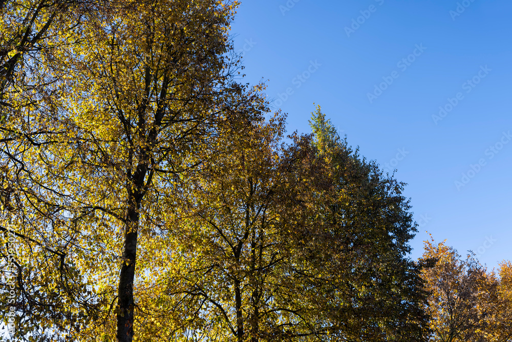 Deciduous trees in the autumn season with colorful foliage Deciduous trees in the autumn season with colorful foliage