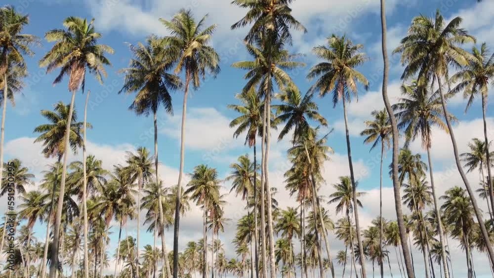 Beautiful aerial landscape of green lush palm plantation from a drone, Hawaii, Kauai, Kapa’a. coconut palm trees. Tropical landscape with palm trees. Beautiful aerial landscape of green lush palm plantation from a drone, Hawaii, Kauai, Kapa’a. coconut palm trees. Tropical landscape with palm trees.
