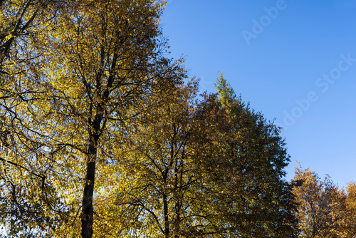 Deciduous trees in the autumn season with colorful foliage