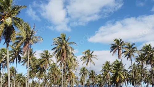 Wallpaper Mural Cinematic footage of Coconut palm trees with blue cloudy sky. Tropical landscape with palm trees. Beautiful aerial landscape. Hawaii, Kauai, Kapa’a. Torontodigital.ca
