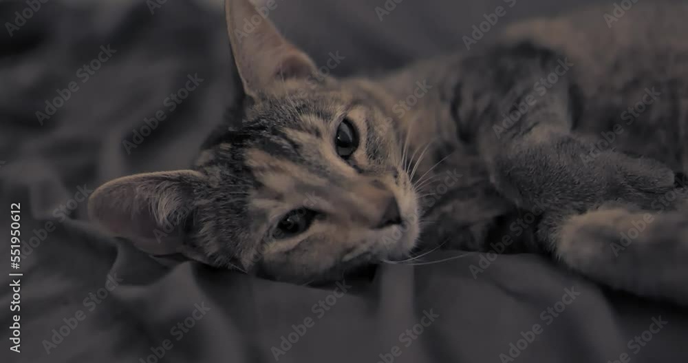 Brown Cat Kitten Resting in Bed Looking Around in Dark Bedroom Brown Cat Kitten Resting in Bed Looking Around in Dark Bedroom