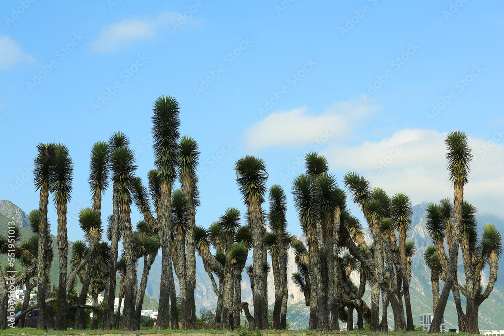 Fototapeta premium Many beautiful Joshua trees under cloudy sky