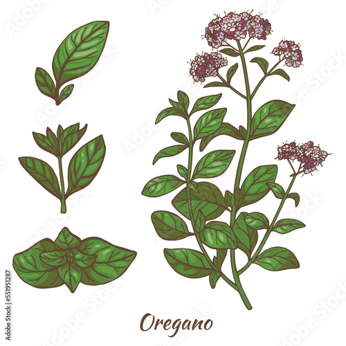 Color Oregano Plant and Leaves in Hand Drawn Style