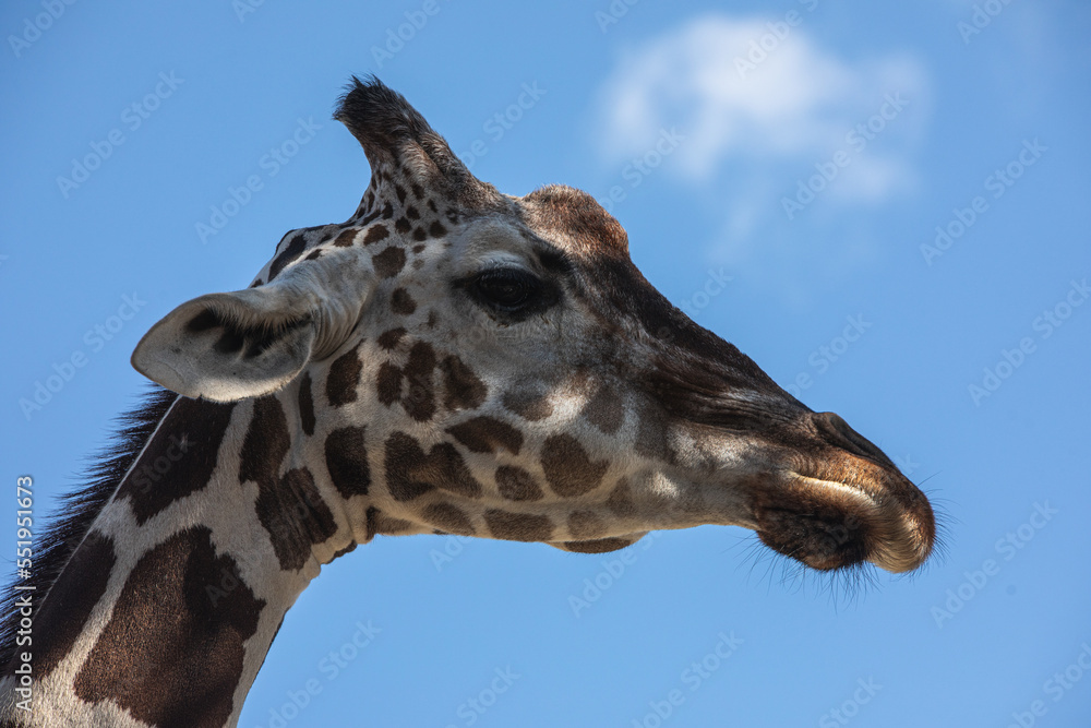 Fototapeta premium 京都市動物園