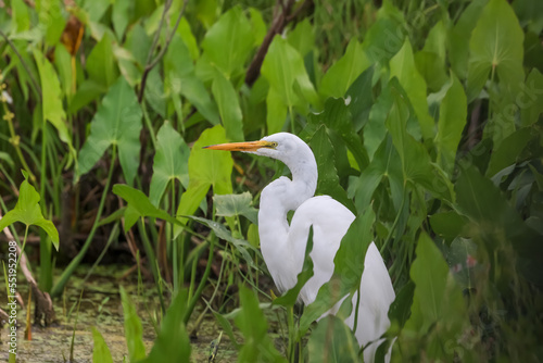 Close-up view of Snowy white Egret in the marsh.