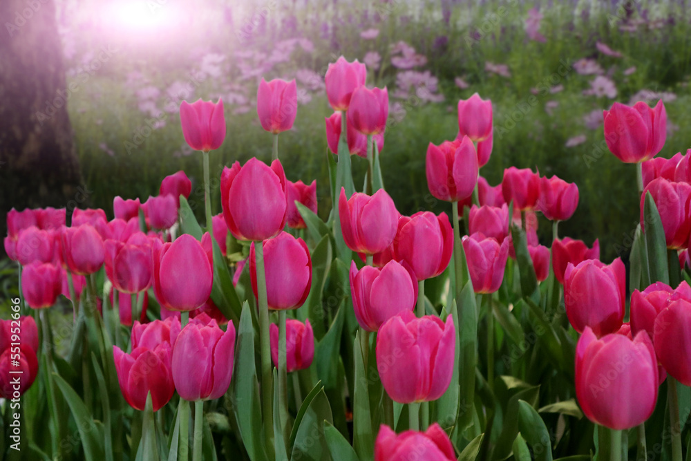 View of many beautiful tulips in flower garden on blurred background