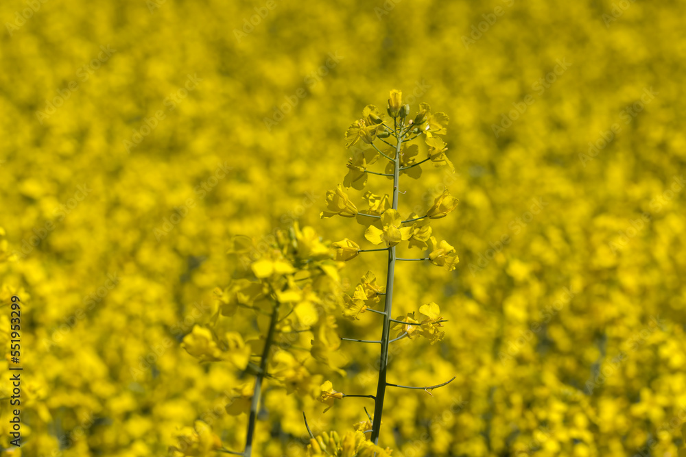 Obraz premium Yellow-flowering rapeseed in the summer