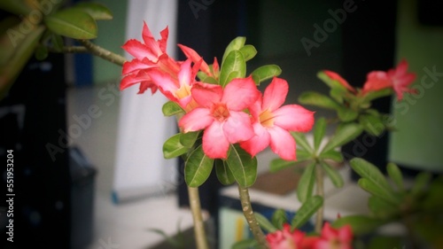 Adenium obesum flowers on yard 