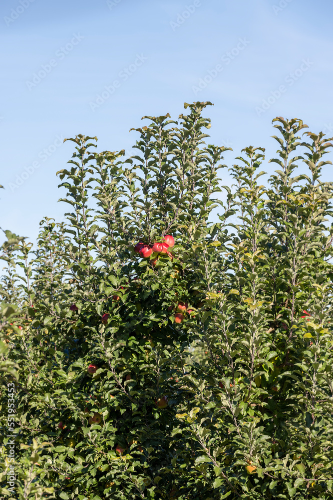 Apple orchard with red ripe apples hanging on branches