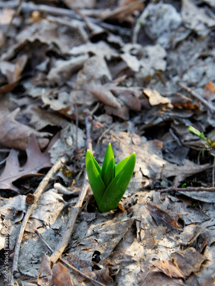 new life new life
