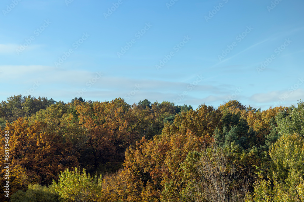 Mixed forest in the autumn season with different deciduous trees
