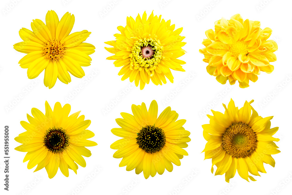 collection Yellow chrysanthemum isolated on white background collection Yellow chrysanthemum isolated on white background