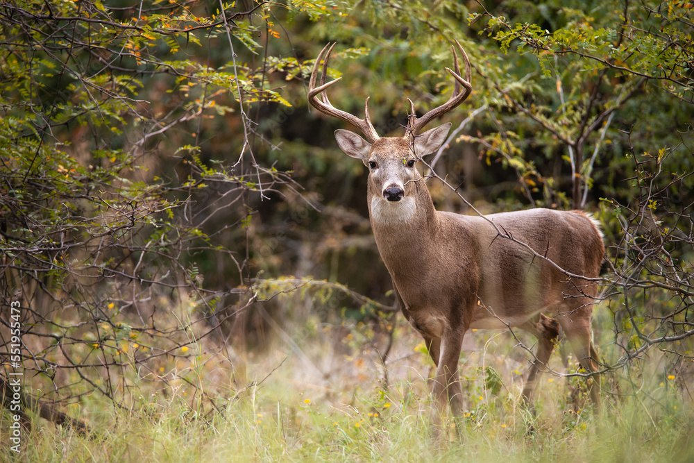 White-tailed Deer, a buck, in the autumn woods during rut season in Texas. White-tailed Deer, a buck, in the autumn woods during rut season in Texas.