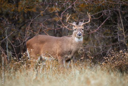 Fototapeta Naklejka Na Ścianę i Meble -  Young White-tailed Deer, a buck, in the autumn woods during rut season in Texas.