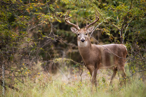 White-tailed Deer, a buck, in the autumn woods during rut season in Texas. © leekris