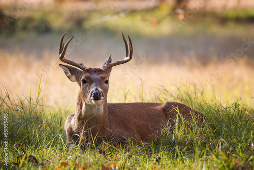 Young White-tailed Deer, male buck, lying in the grass on a beautiful autumn day in Texas. Closeup. © leekris
