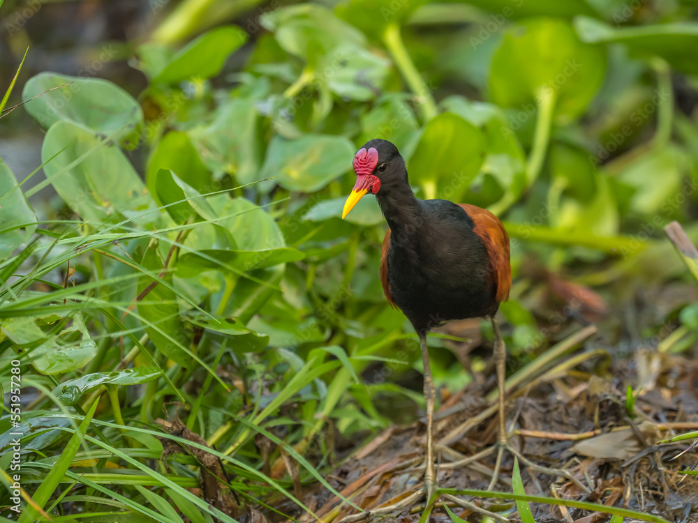 Jacana walks among the water hyacinths in the Pantanal Jacana walks among the water hyacinths in the Pantanal