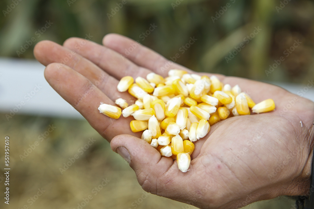 Naklejka premium Grãos de milho na palma da mão de um agricultor 