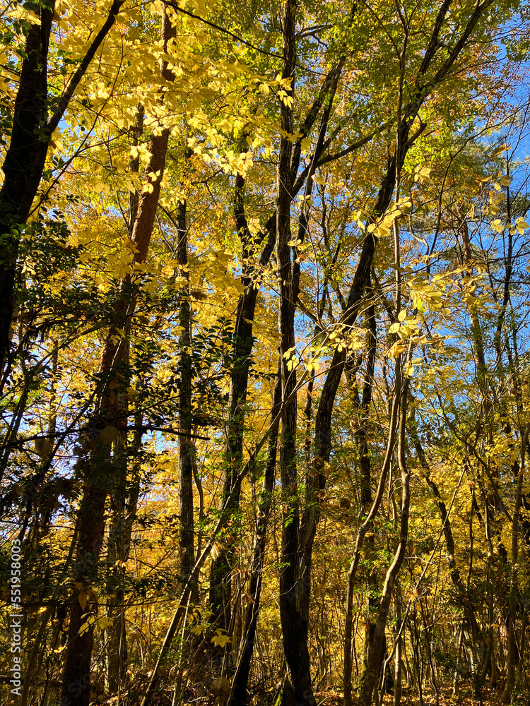 autumn trees with yellow leaves in the forest 19