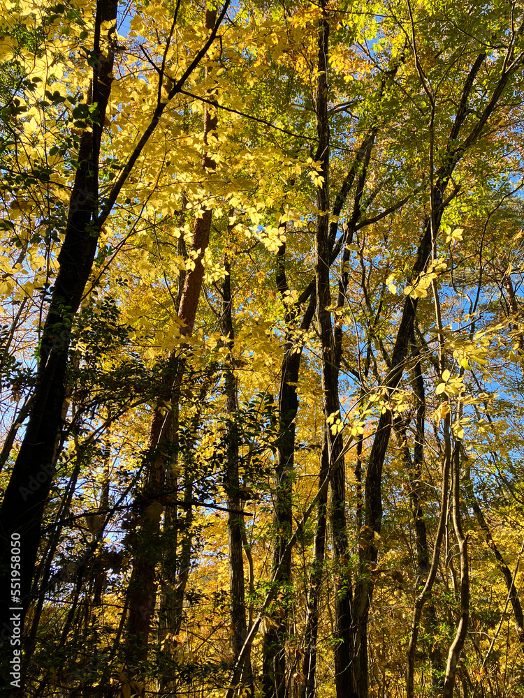 autumn trees with yellow leaves in the forest 18