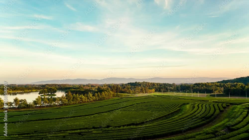 timelapse tea plantation on mountain timelapse tea plantation on mountain