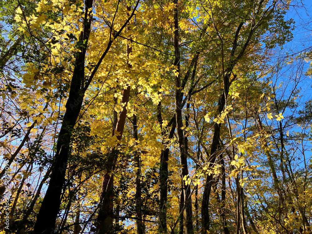 autumn trees with yellow leaves in the forest 16 autumn trees with yellow leaves in the forest 16