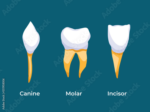 Incisor, Molar, and Canine Teeth vector illustration drawing isolated on dark green background. Three type of teeth with yellow colored tooth roots. Drawing with cartoon simple flat art style.