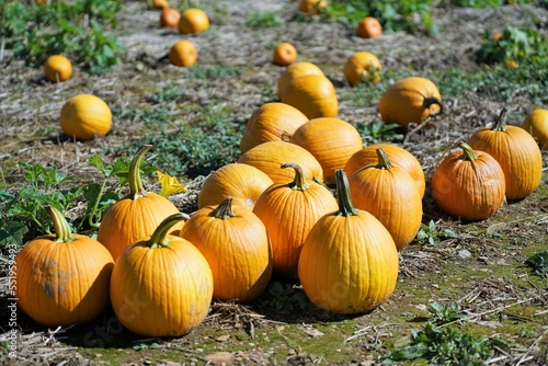 pumpkins on a field