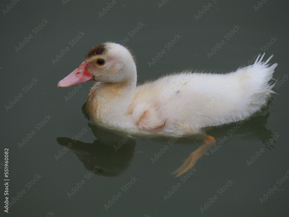 Muscovy Duckling Floating in a Pond with Gray Green Water Muscovy Duckling Floating in a Pond with Gray Green Water