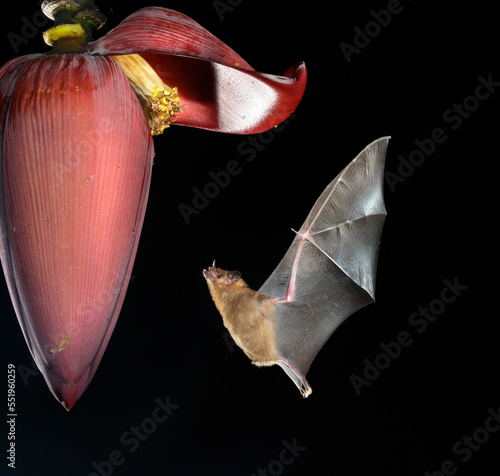 Pallas's long-tongued Bat (Glossophaga soricina) feeding from Banana flower, Osa Peninsula, Puntarenas, Costa Rica.