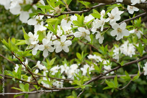Canvas Print white flower of prunus salicina