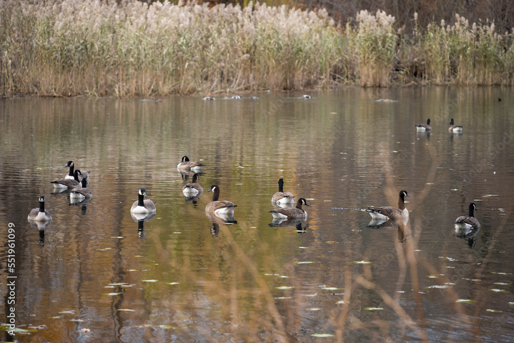 A group of Canada geese swimming in a lake A group of Canada geese swimming in a lake