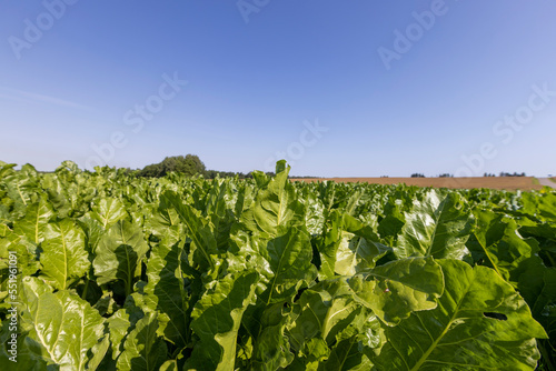 Growing beets in an agricultural field © rsooll