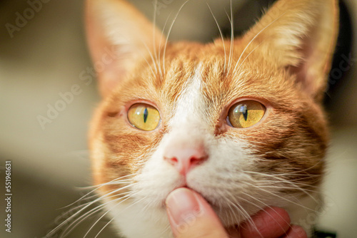 close up of cat