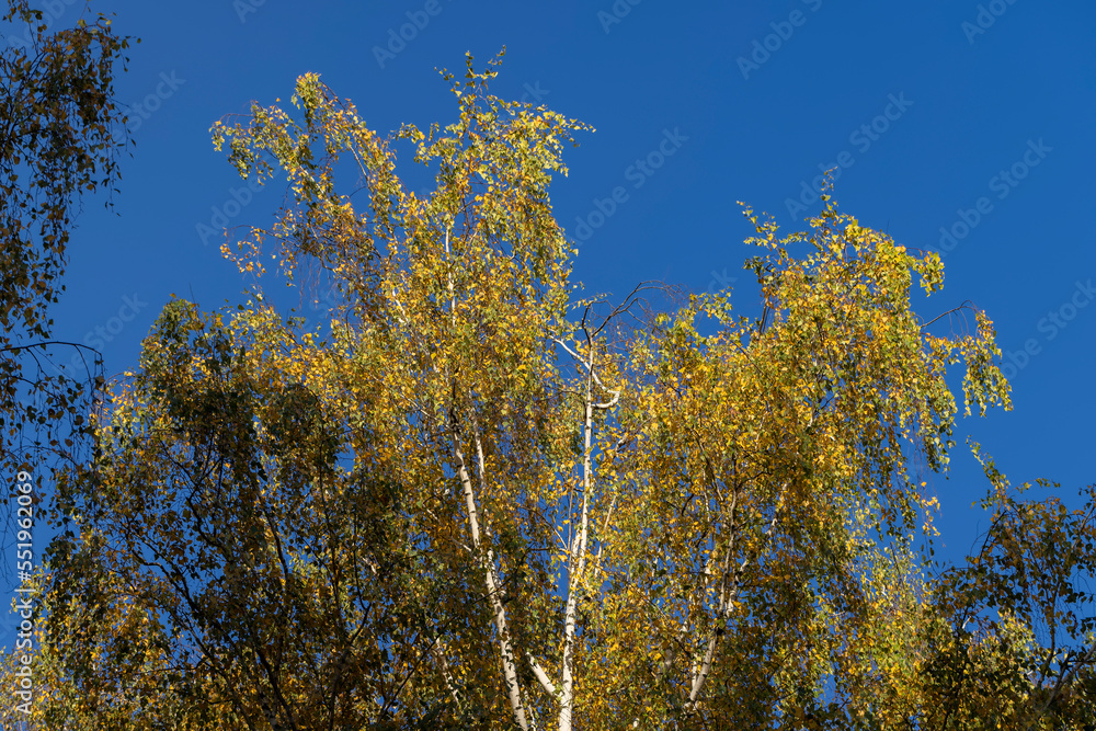 Fototapeta premium Colored birch tree foliage in autumn