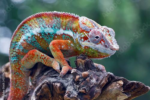 The panther chameleon (Furcifer pardalis) on a tree branch photo