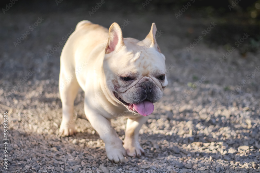 Single french bulldog walking in the morning with sunshine, pet home outdoor background