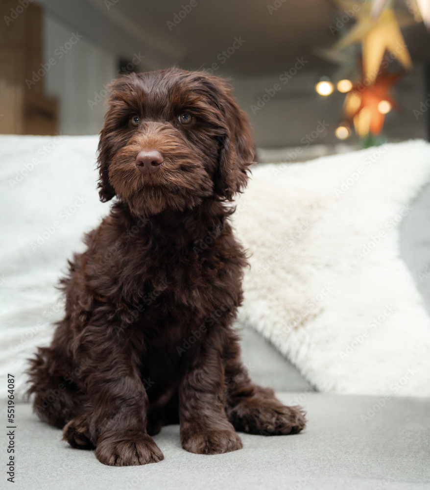 Labradoodle 12 weeks hot sale old