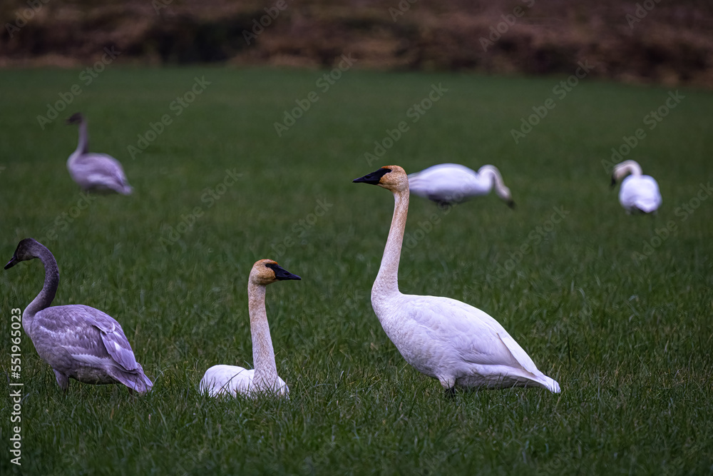 2022-12-05 SEVERAAL SNOW GEESE RESTING IN A LUSH GREEN FIELD IN SKAGIT VALLEY WASHINGTON- 2022-12-05 SEVERAAL SNOW GEESE RESTING IN A LUSH GREEN FIELD IN SKAGIT VALLEY WASHINGTON-