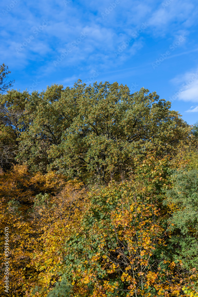 A forest with different trees in the autumn season A forest with different trees in the autumn season