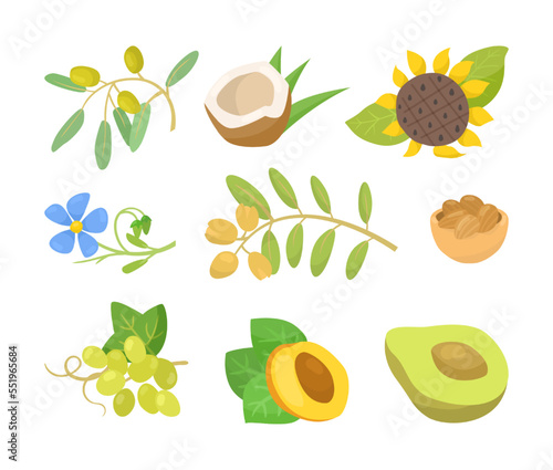 Different cooking oil ingredients vector illustrations set. Collection of drawings of coconut, avocado, apricot, olives, grapes isolated on white background. Organic food, nutrition, diet concept