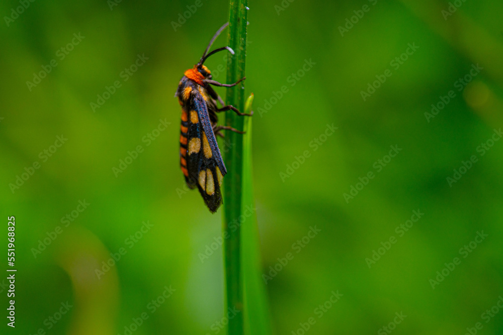 close-up Wasp Moth called Amata huebneri hangs on a green stem grass close-up Wasp Moth called Amata huebneri hangs on a green stem grass